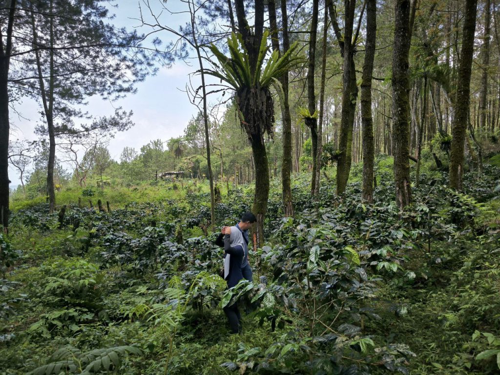 Agroforestry Coffee Plantation